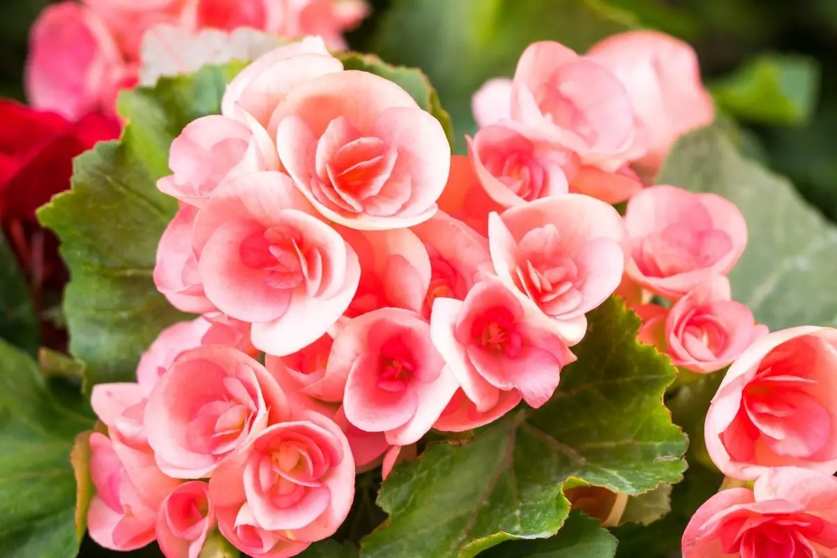 Begonia Flowers That Start With B