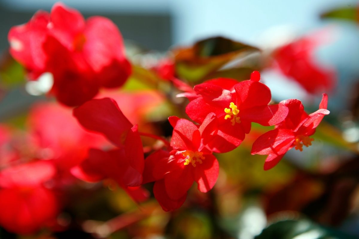 Strawberry Red Flowers-Begonia