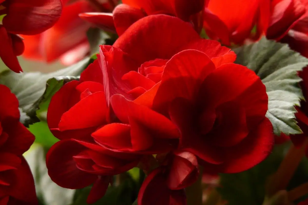 Dark Red Flowers-Begonias