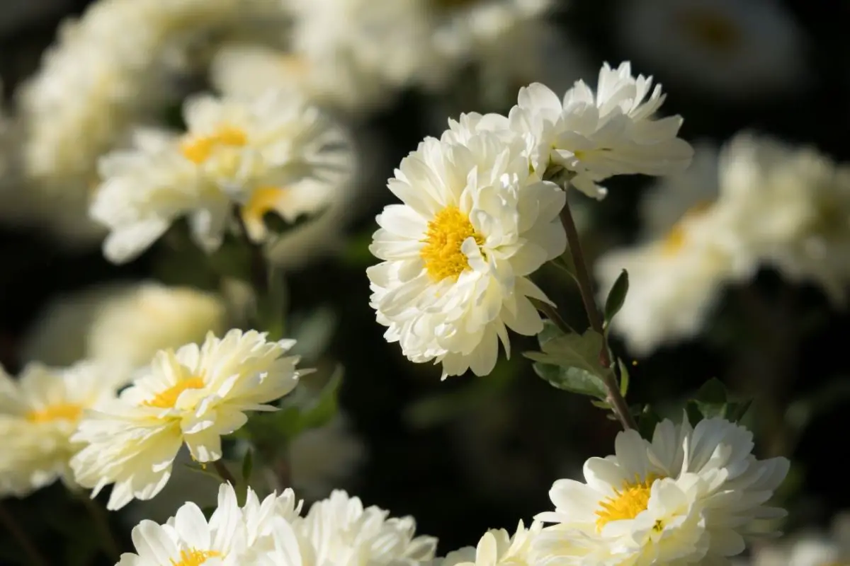 Beige Colored Flowers-Beige Chrysanthemum