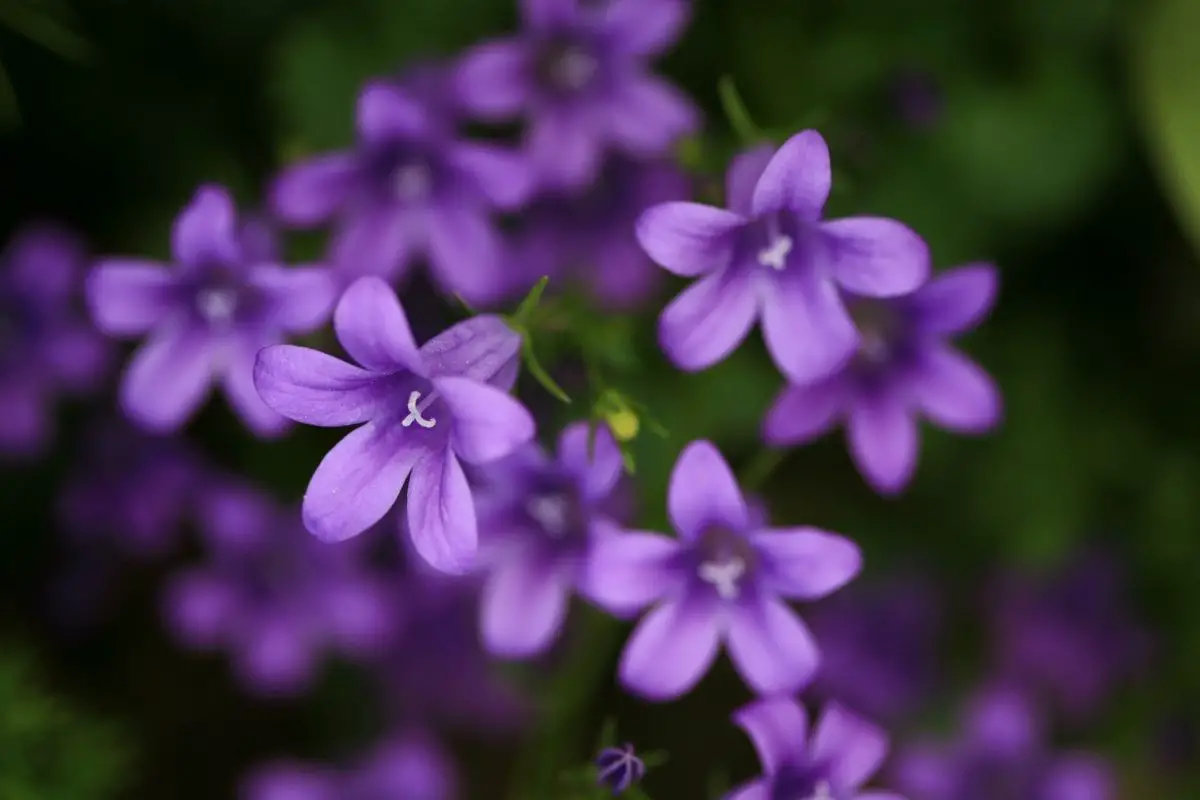 Bellflower dark purple flowers