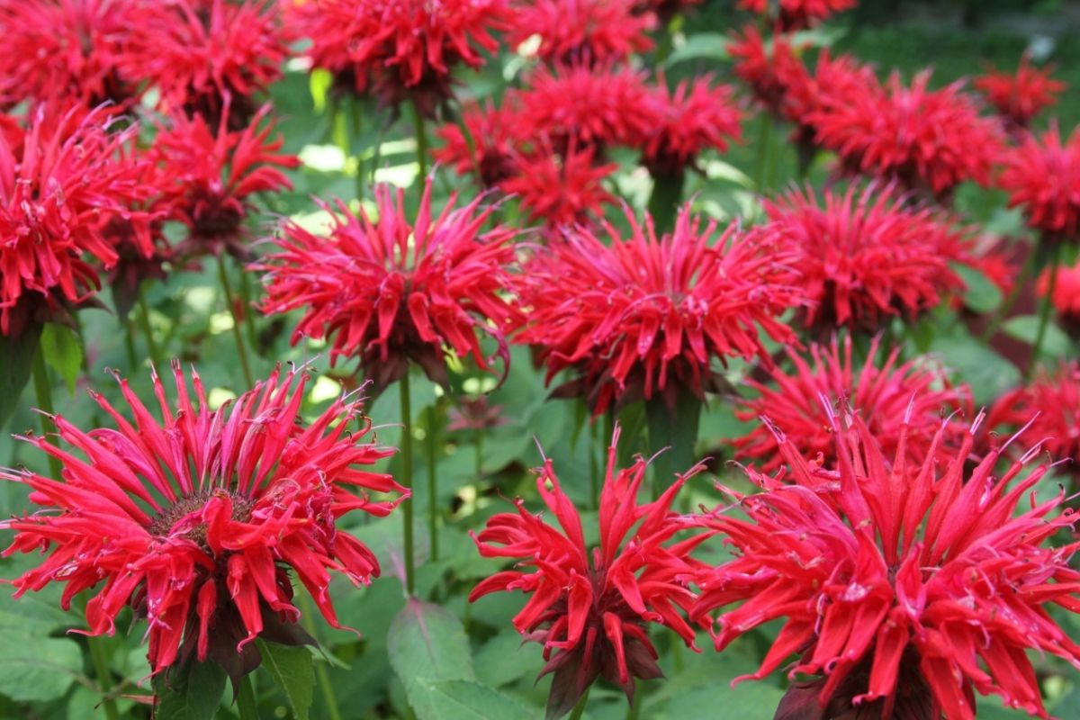 Dark Red Flowers-Bergamot