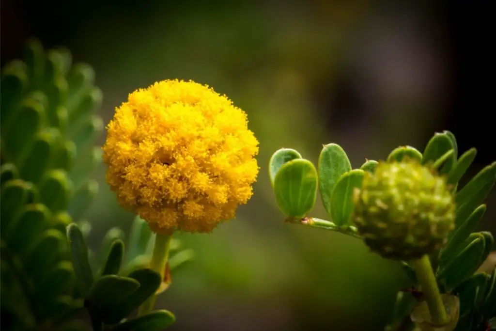 Billy Buttons 