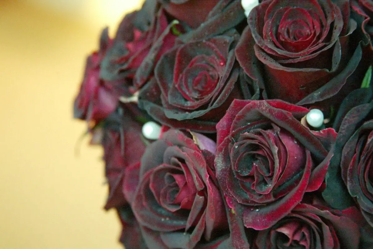 Black Bacarra Red Rose 