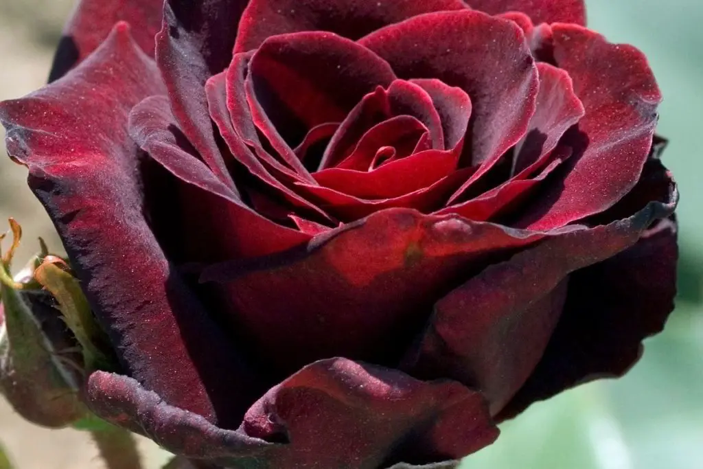Black Baccara Rose (Rosa ‘Black Baccara’)