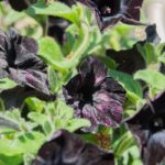 22 Lovely Black Flowers (With Pictures)