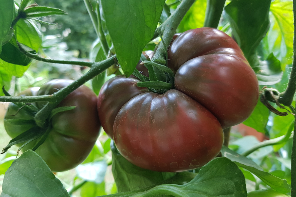 Noire de Crimee Tomatoes - A Unique Variety for Your Garden with Tastier Fruit and Increased Vigor!