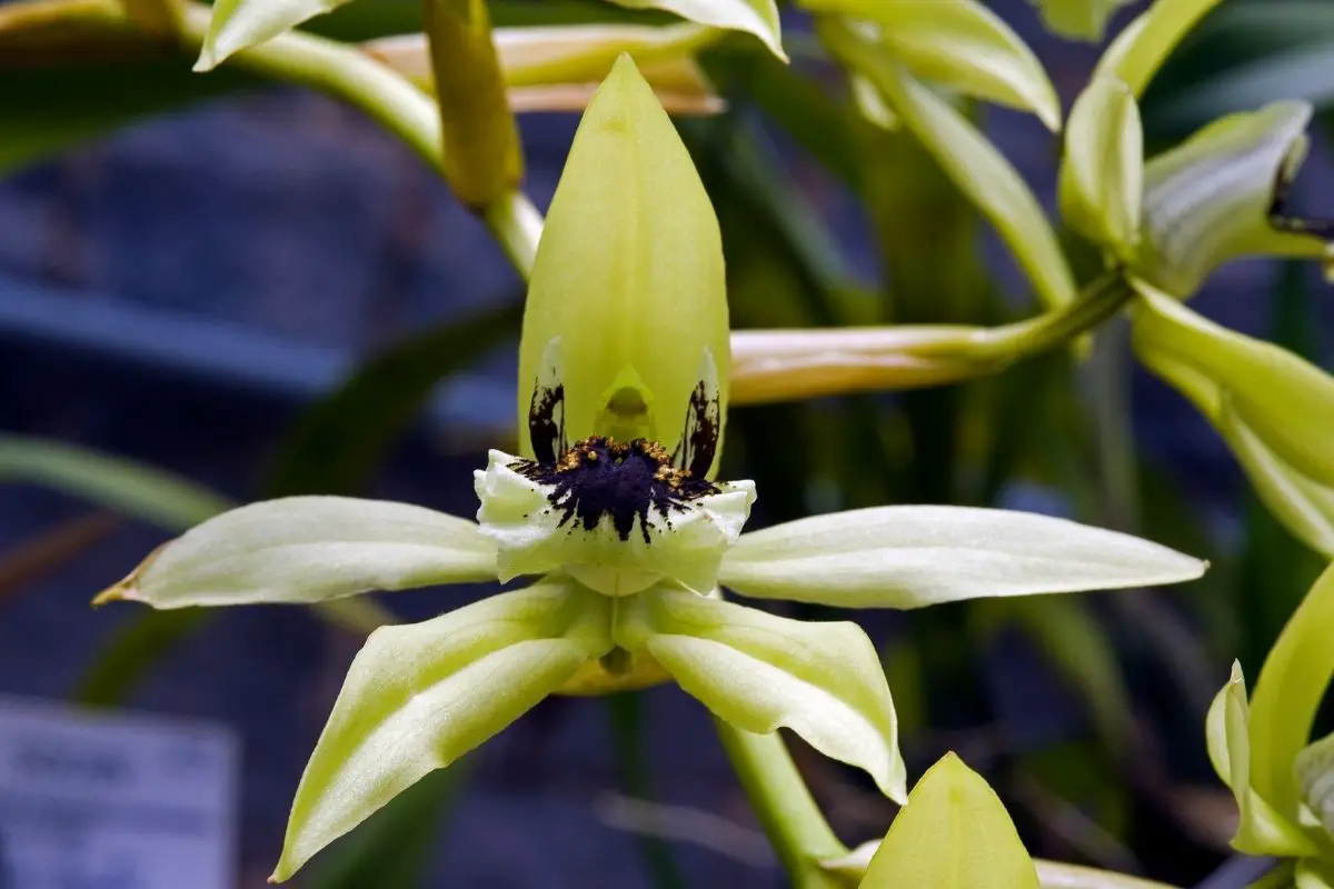 Black-Lipped Orchids
