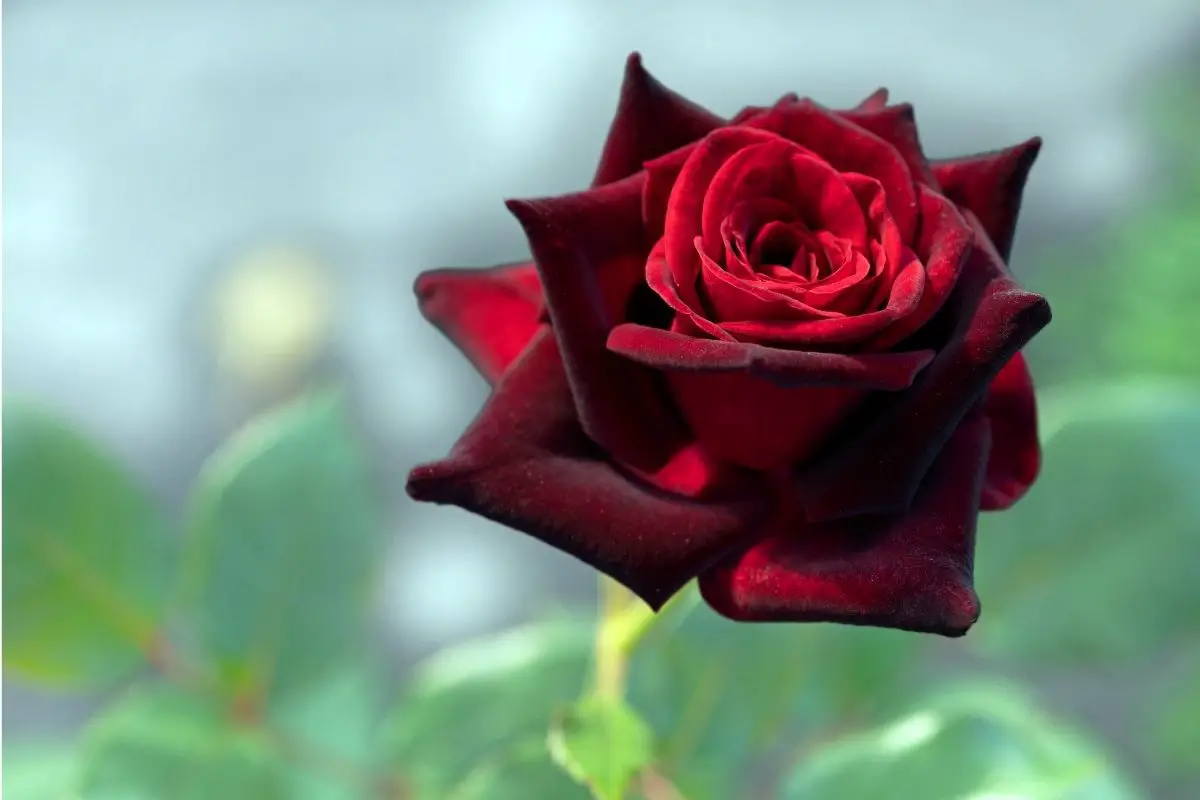 Black Magic Rose 