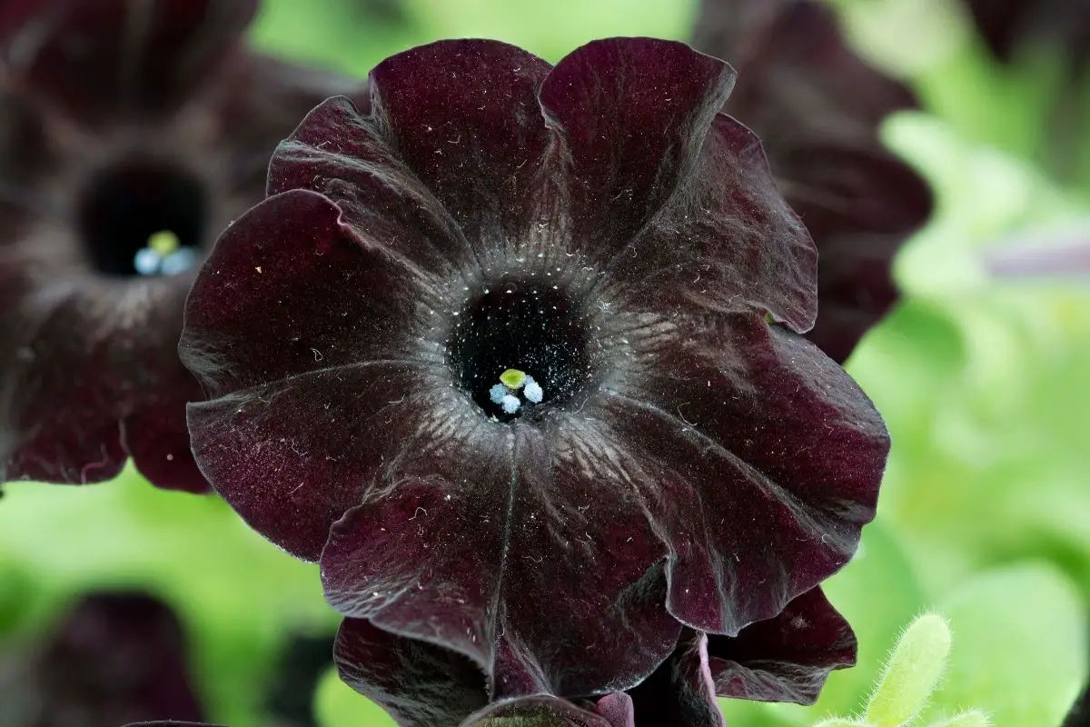 Black Velvet Petunia 
