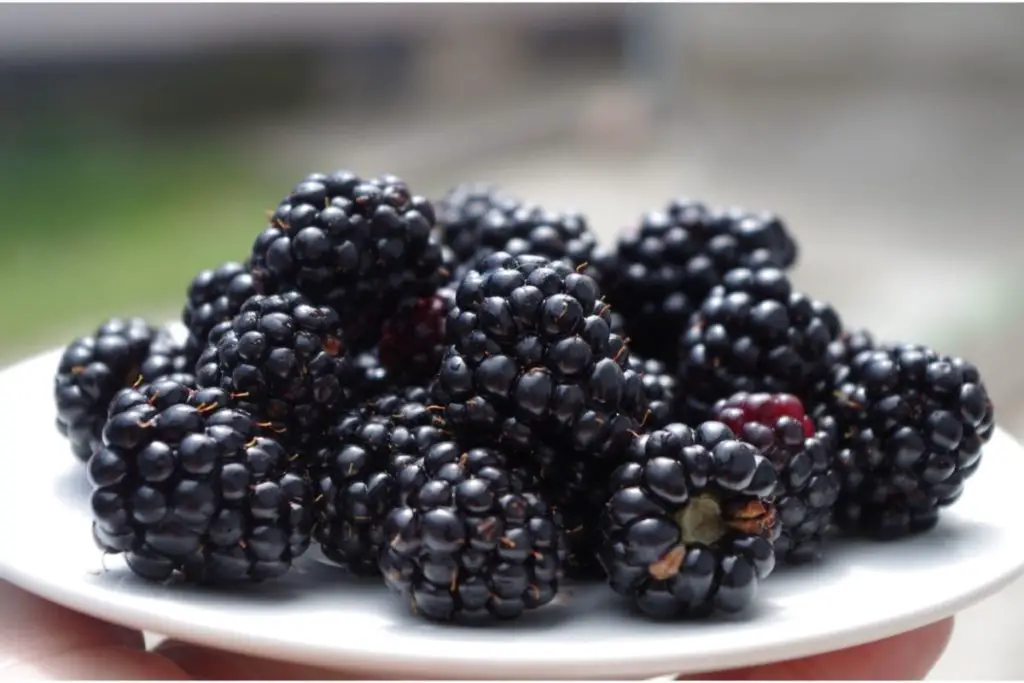 Blackberry (Rubus Fruticosus)