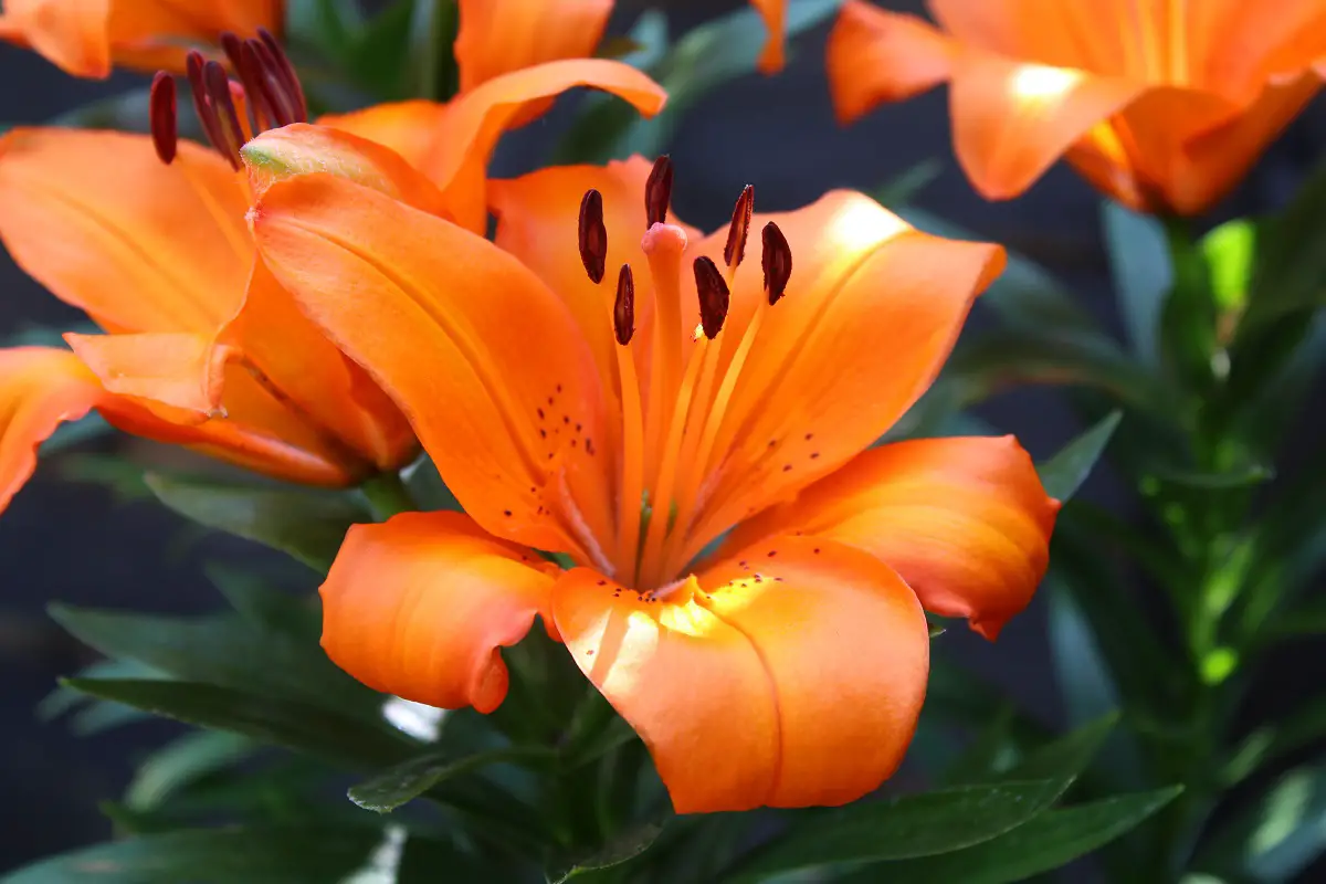 Blaze Orange Asiatic Lily