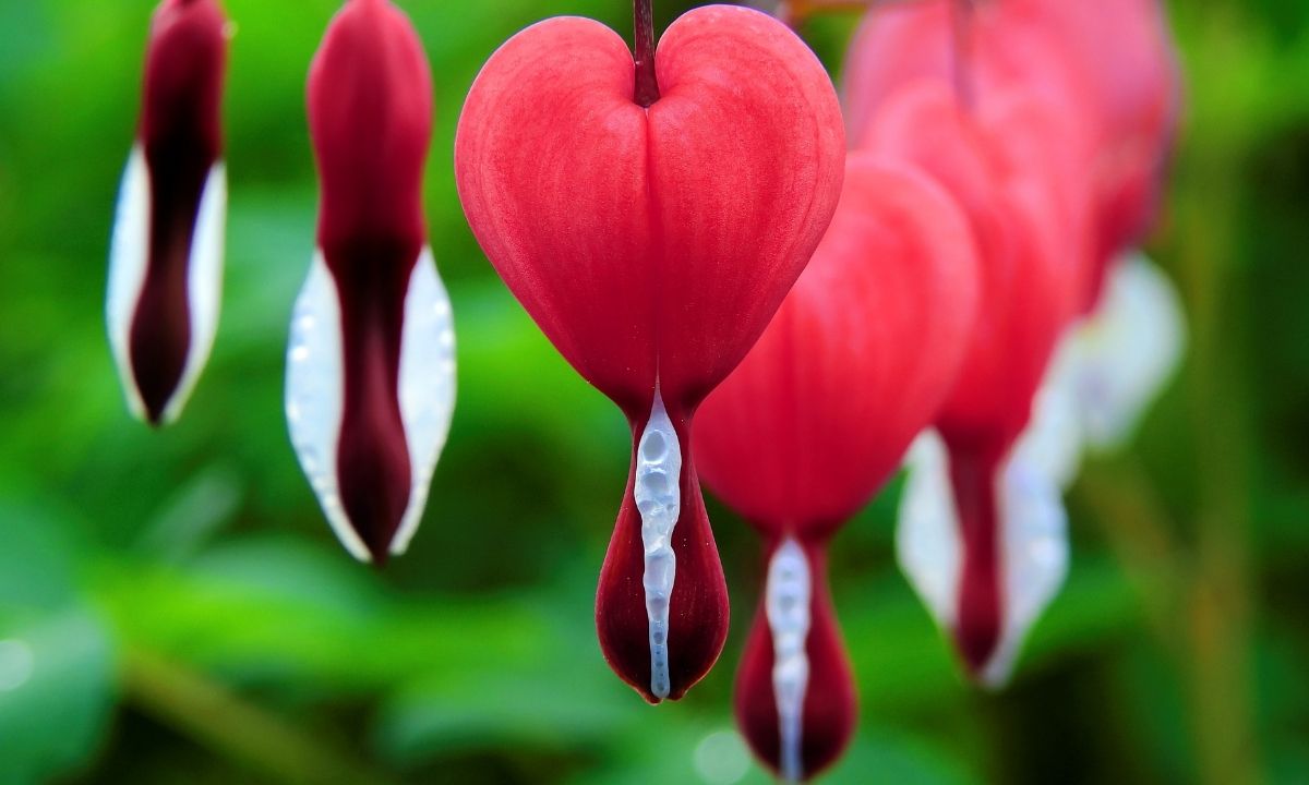Dark Red Flowers-Bleeding Heart