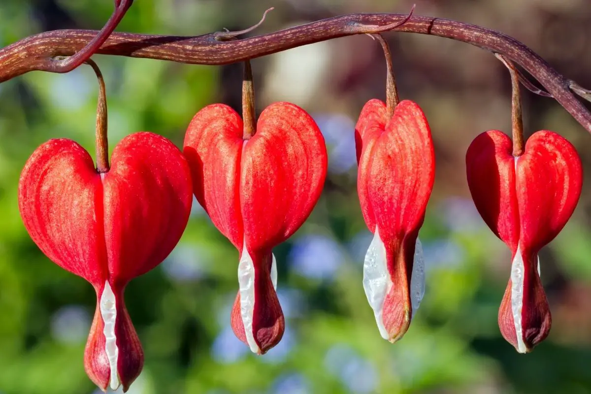 Strawberry Red Flowers-Bleeding Hearts