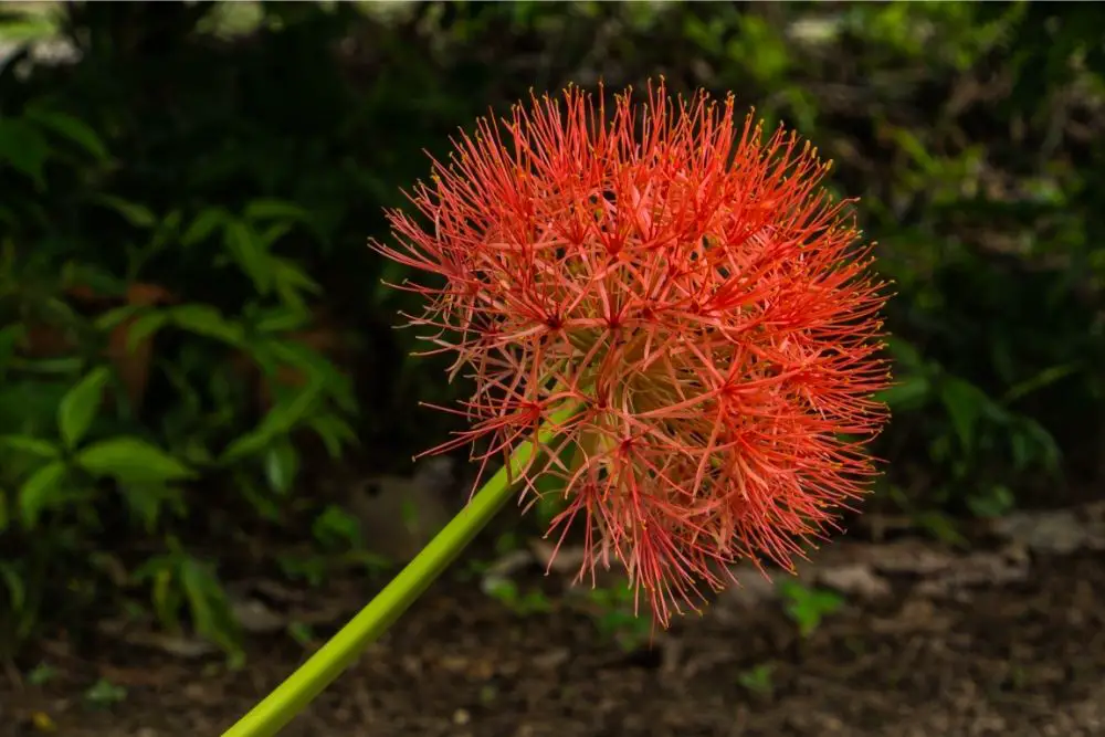 32 Fantastic Flame Flowers (Including Pictures)