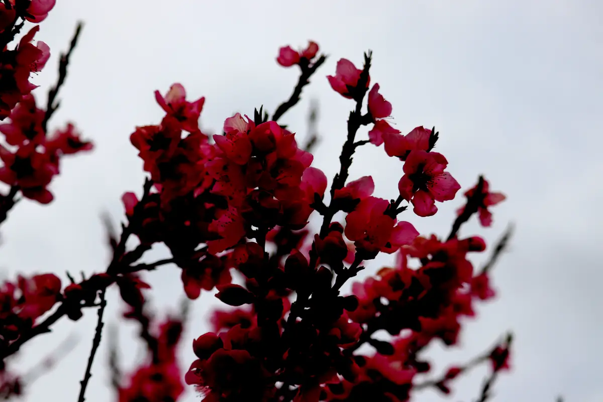 Blooming Red Peach Blossom