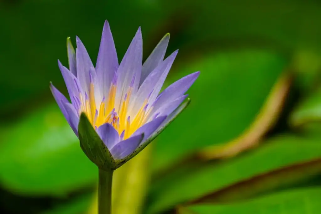 Blue Lotus (Nymphaea Nouchali Caerulea) 