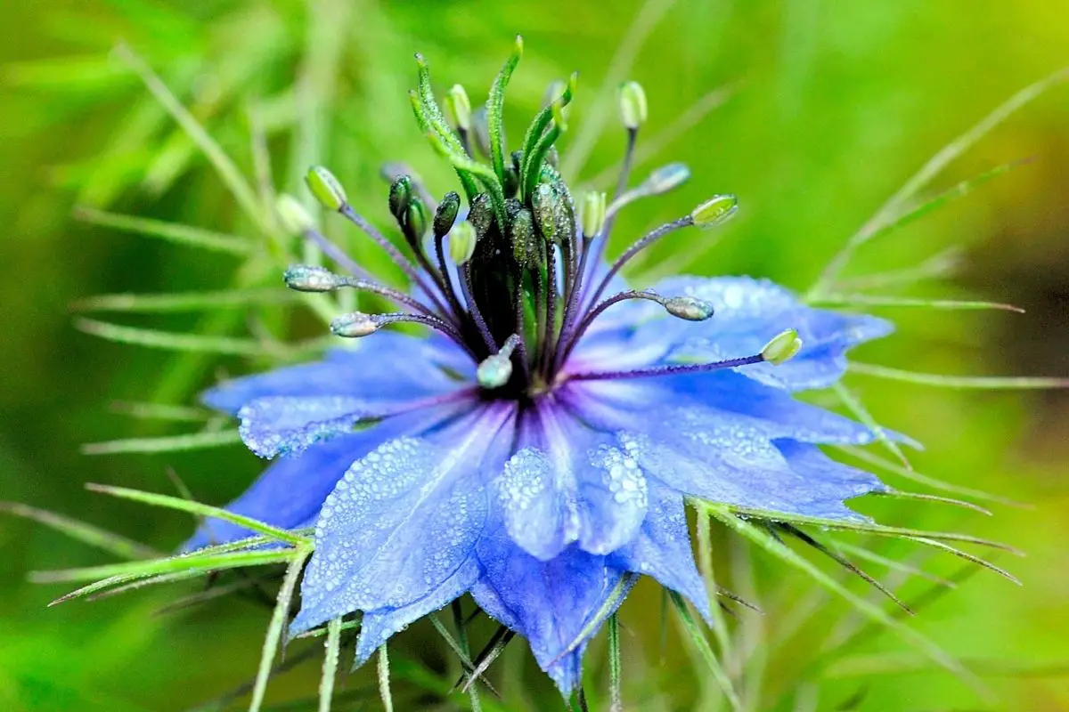 Blue Love in a Mist