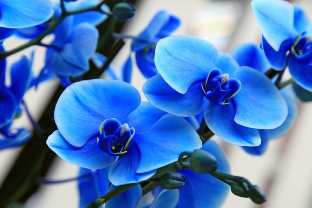 Blue Orchid Thai Flowers