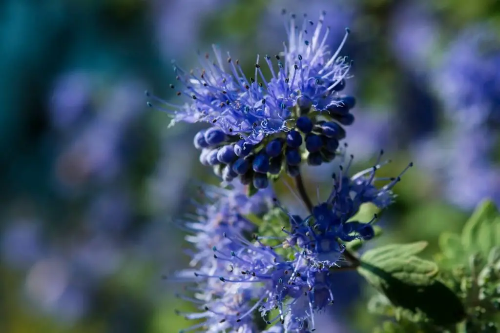 Bluebeard (Caryopteris X Clandonensis)