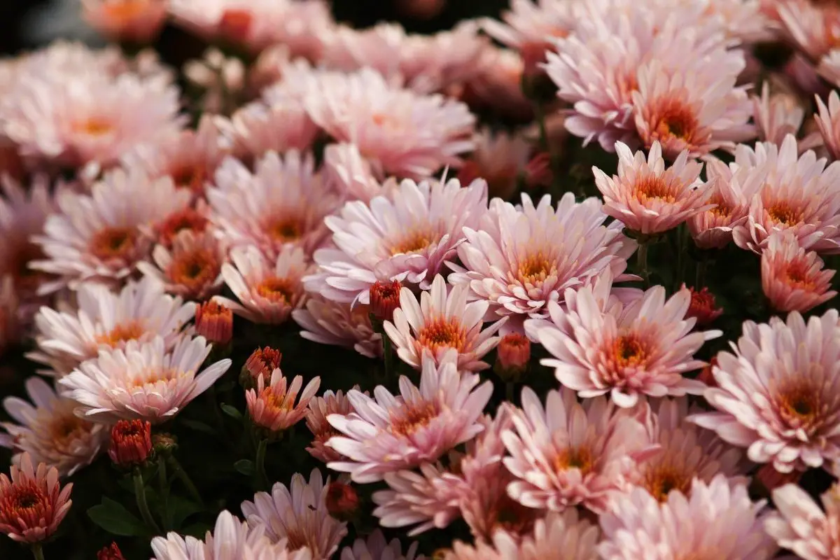 Blush Chrysanthemum