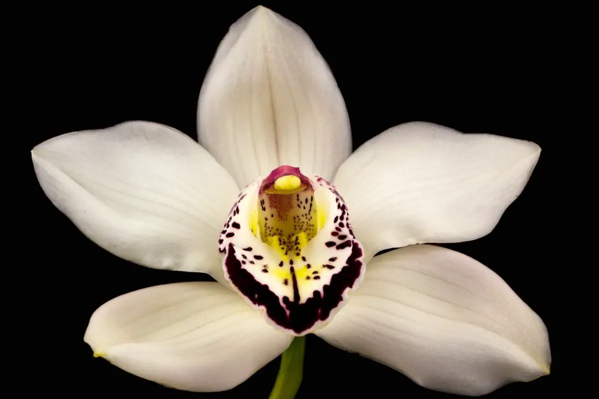 Boat Orchid