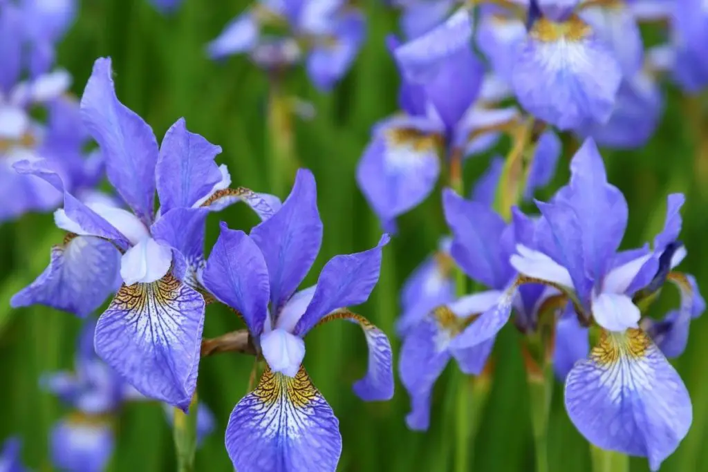 Botanical Name: Iris sibirica