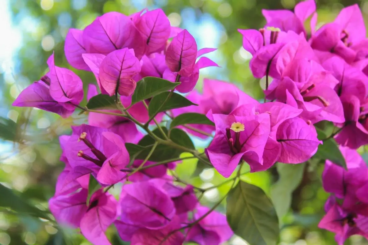 Bougainvillea Flowers That Start With B