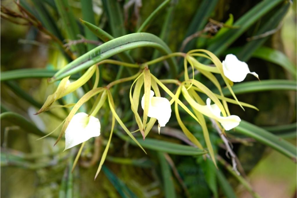 Brassavola Orchids