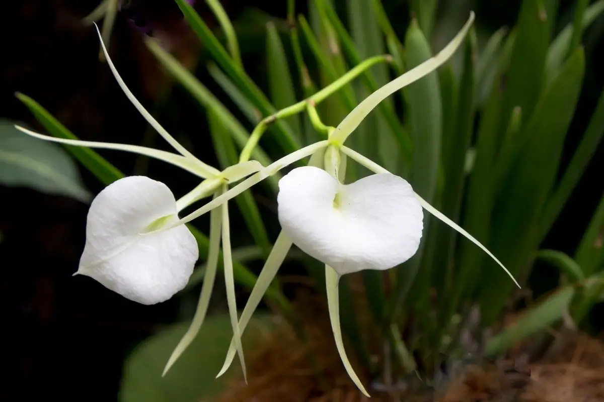 Brassovola Orchids