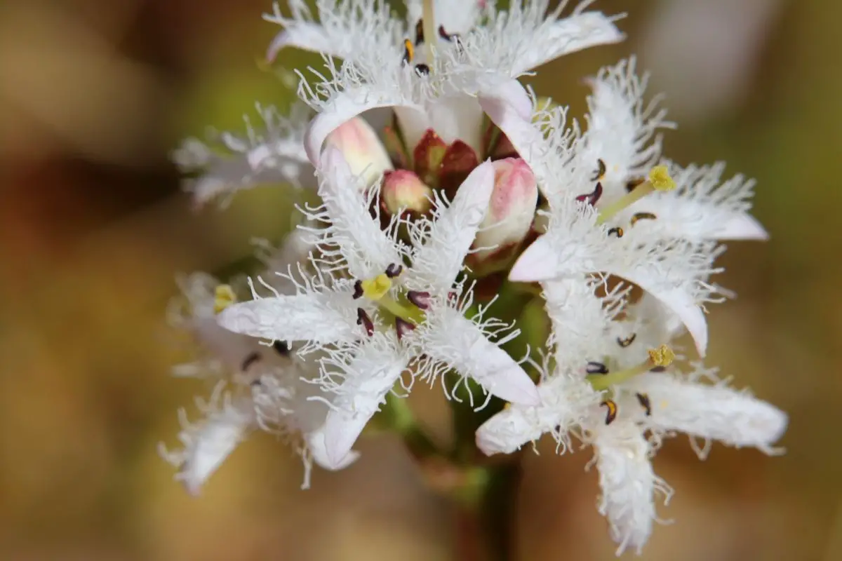 Buckbean Flowers That Start With B