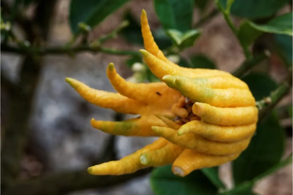 Buddha’s Hand Lemon Tree