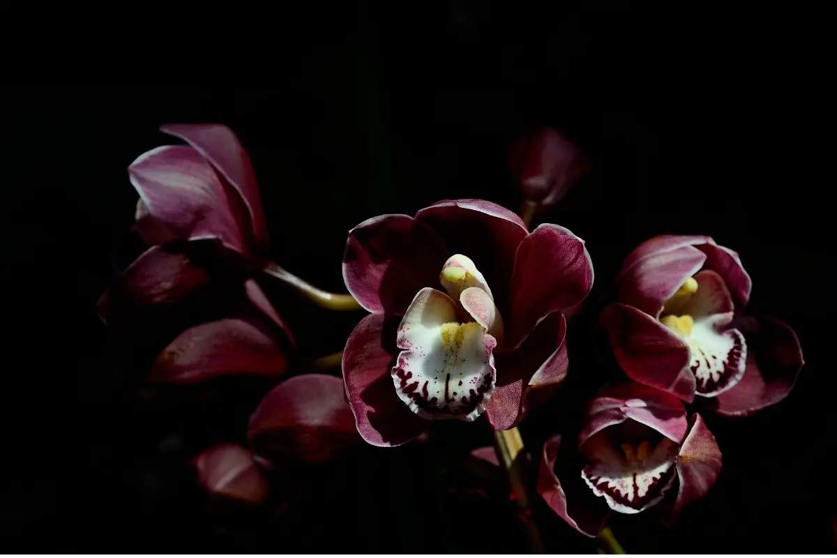 Burgundy Cymbidium Orchid 
