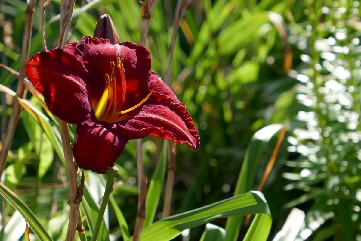 Burgundy Hybrid Lily 