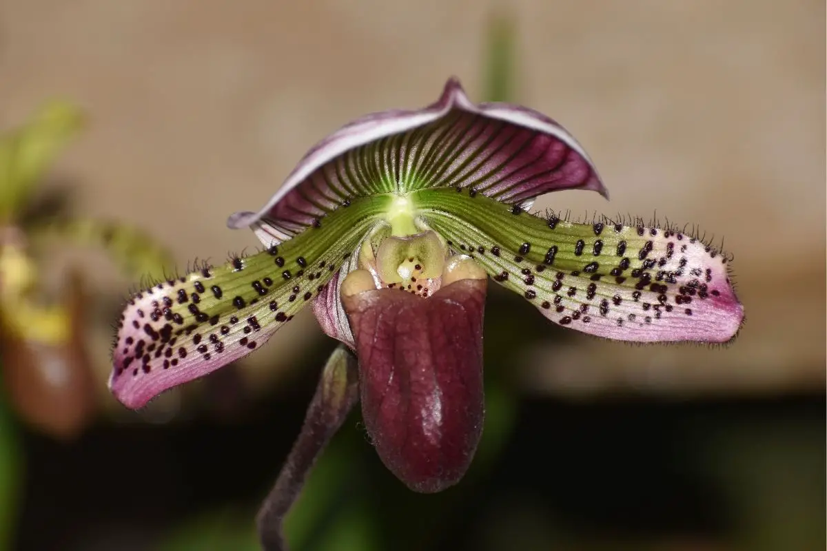 Burgundy Lady Slipper Orchid