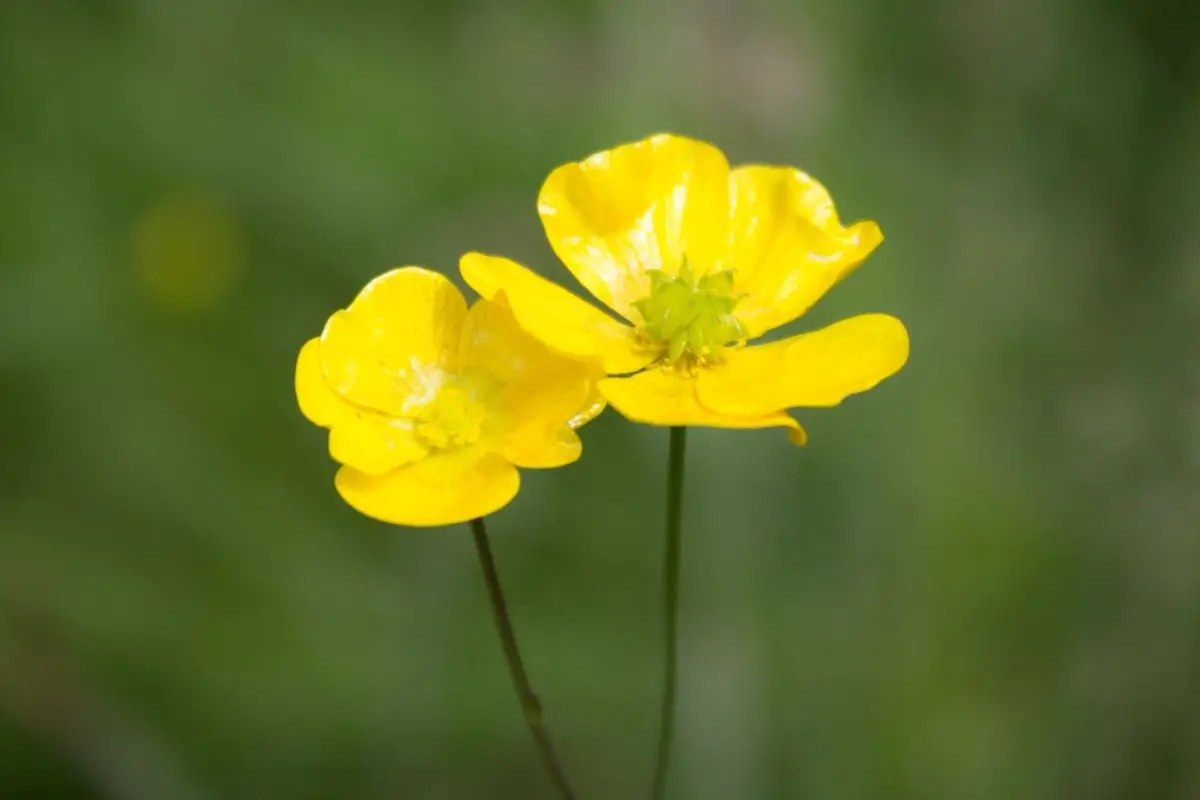 Buttercup Flowers That Start With B