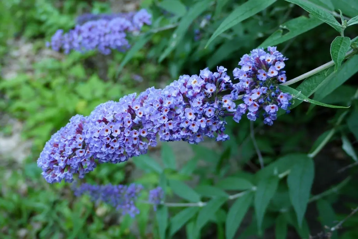 Butterfly Bush Flowers That Start With B