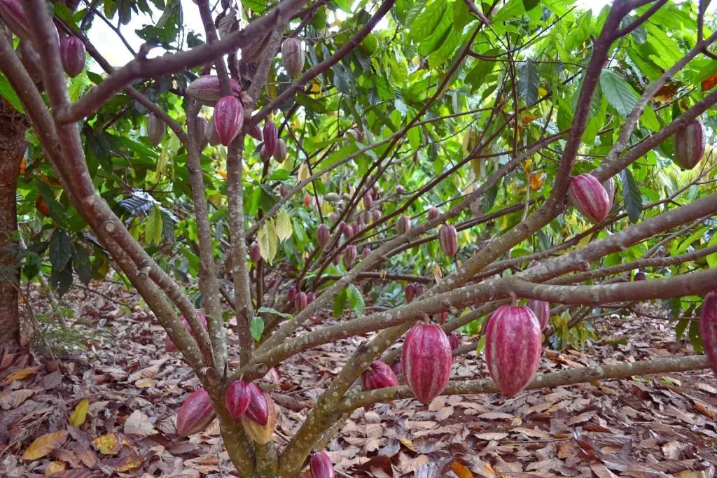 Cacao Plant 