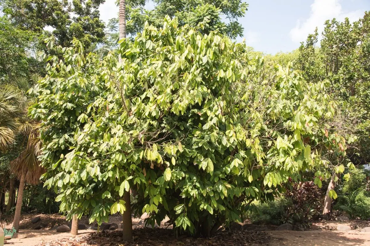 Cacao trees that start with c