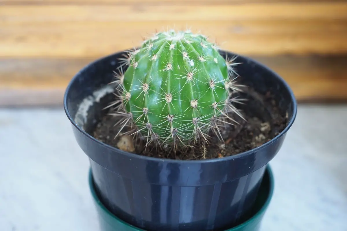 Cactus (Cactaceae)