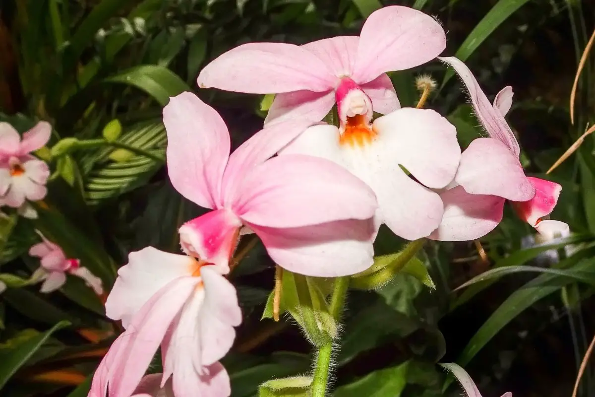 Calanthe Orchids