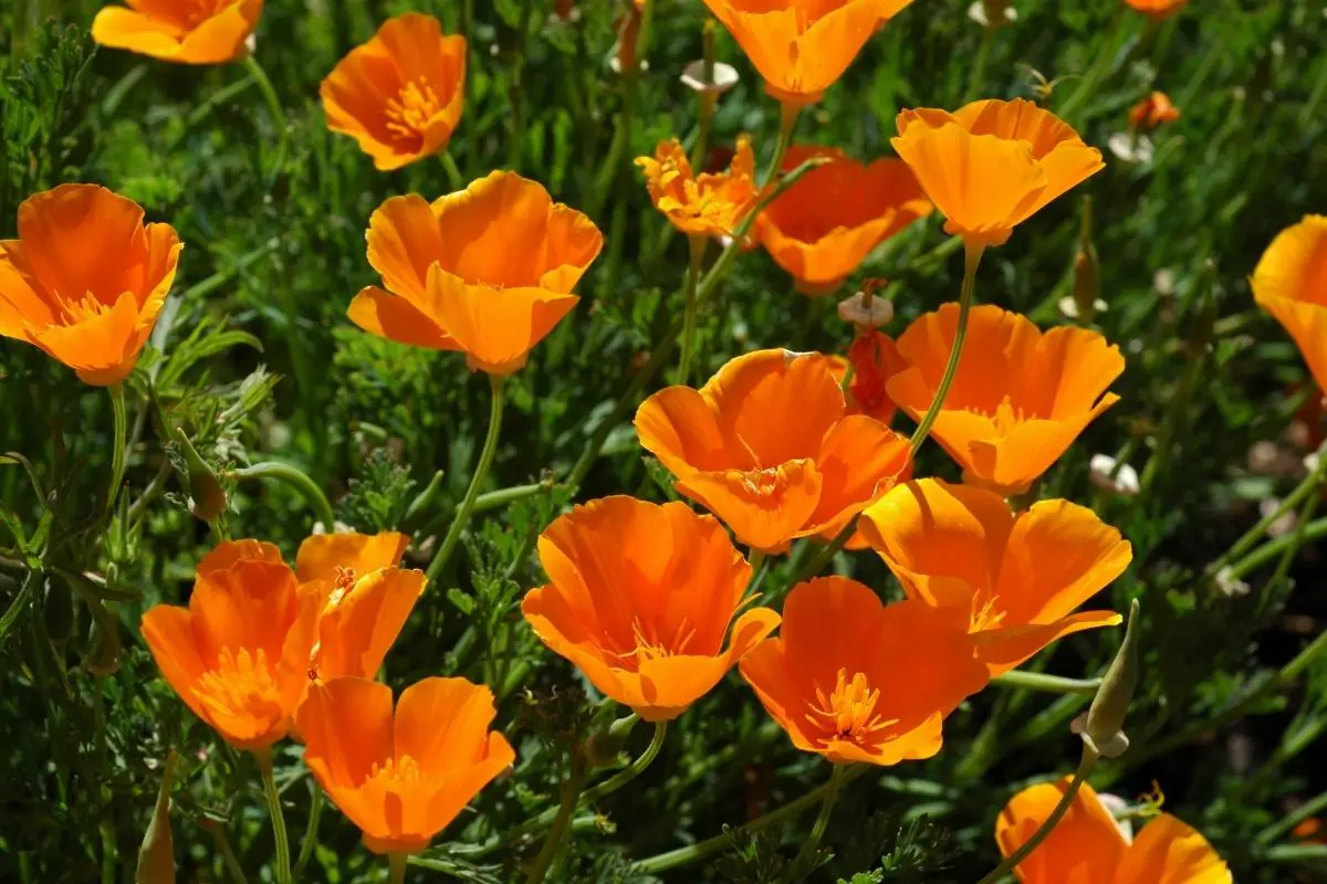 California Poppy (Eschscholzia Californica)