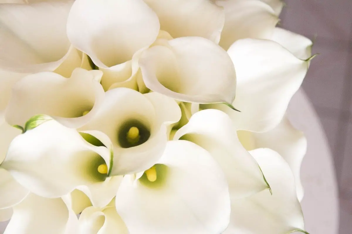 Beige Colored Flowers-Calla Lily