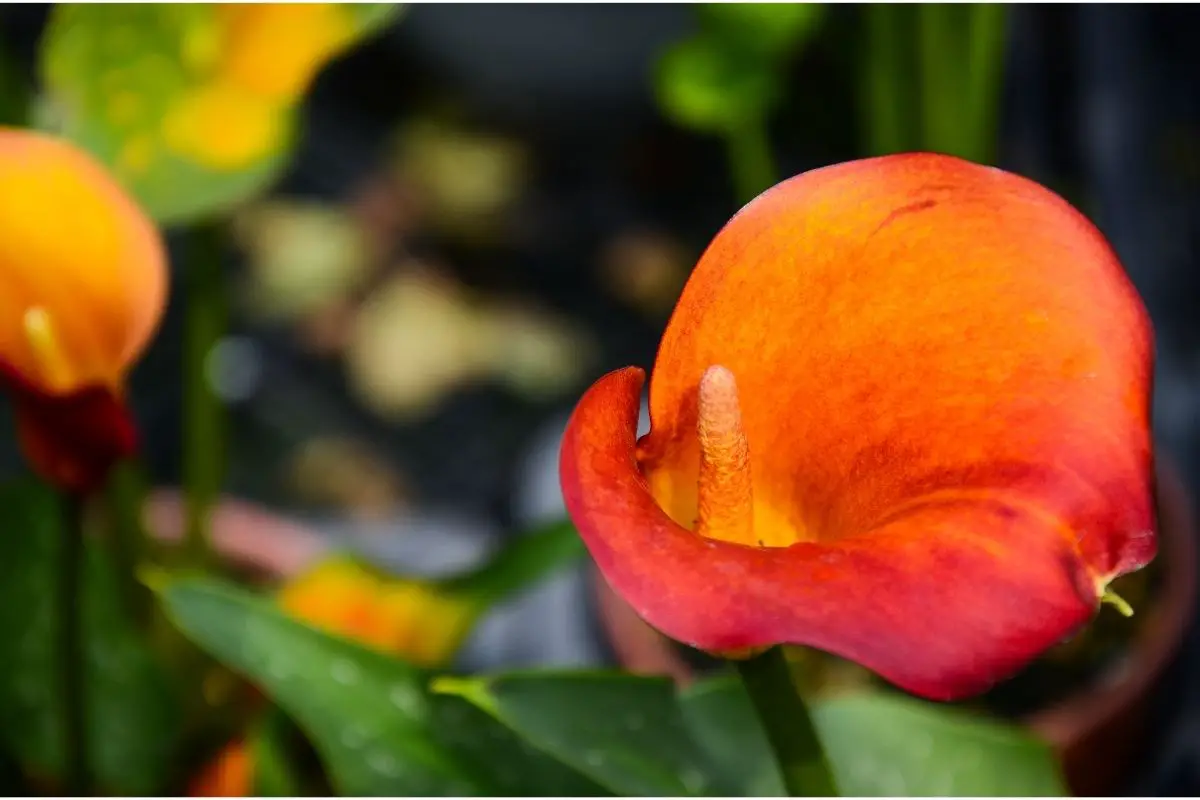 Calla Lily (Zantedeschia Aethiopica)
