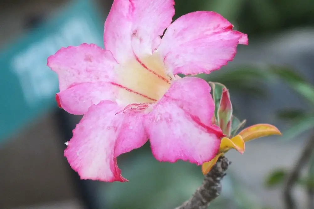 15 Gorgeous Cambodian Flowers (With Pictures)