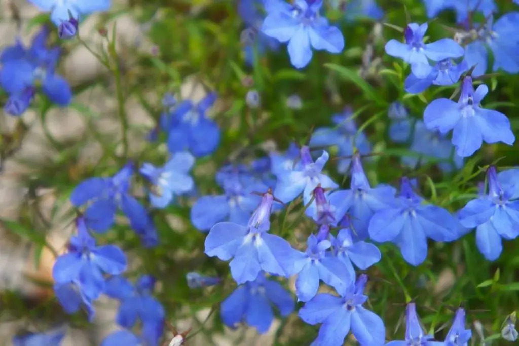Cambridge Blue Cyan Flowers