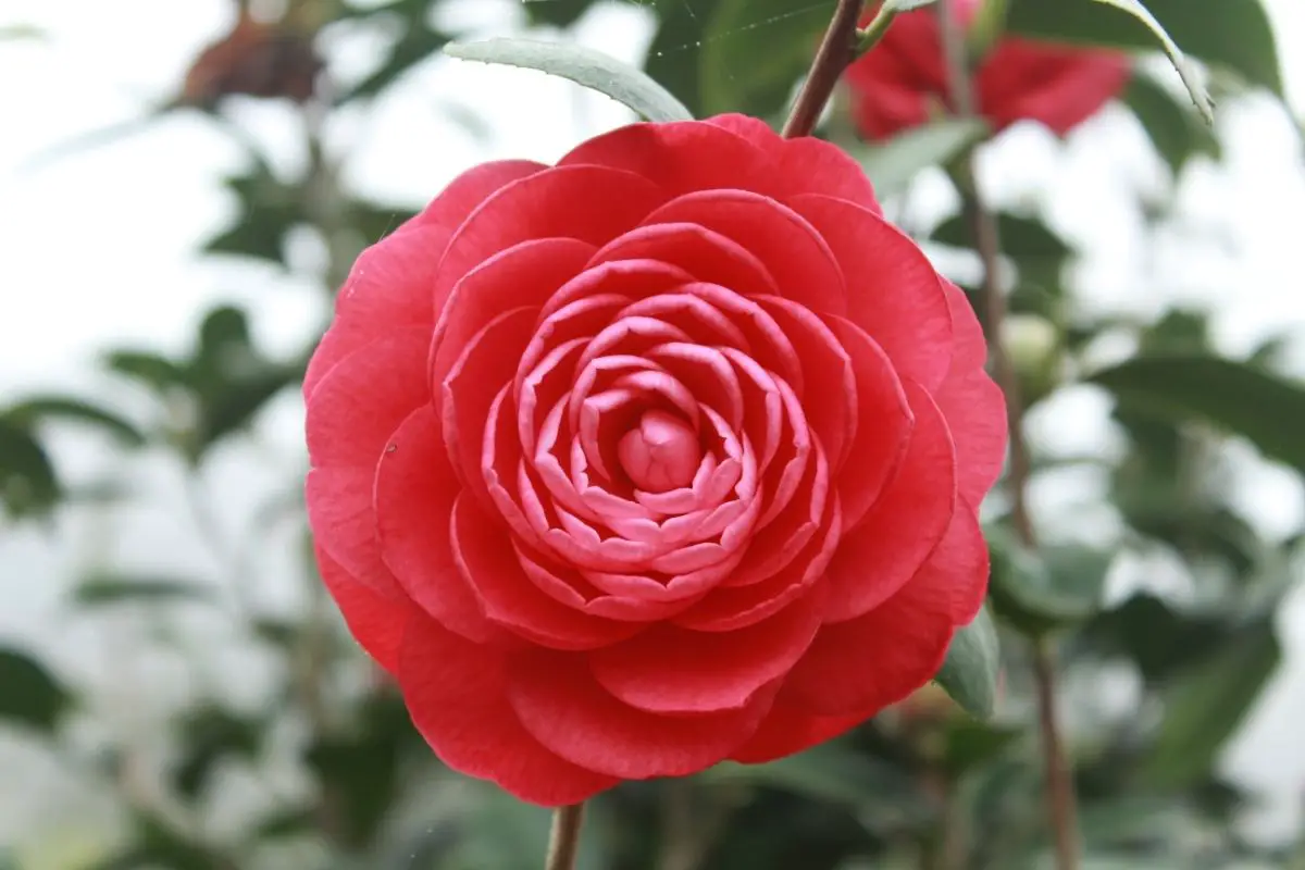 Camellia 