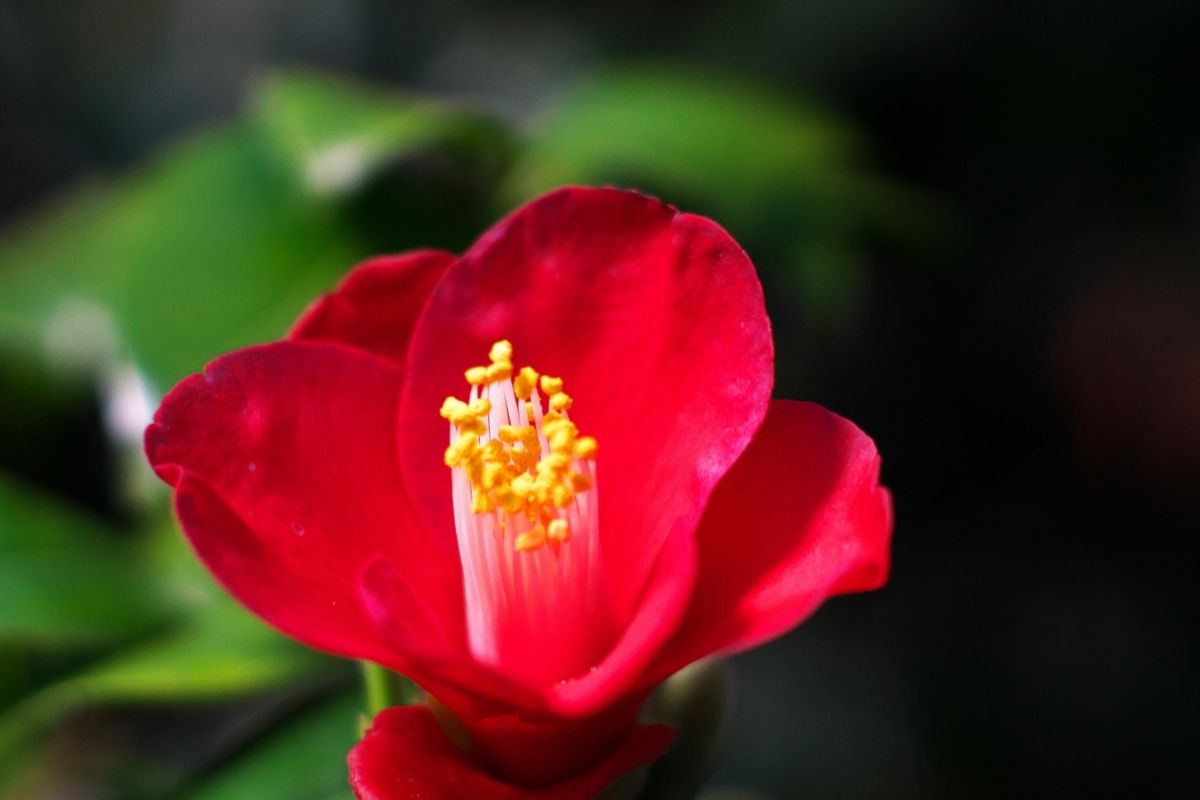 Dark Red Flowers-Camellia