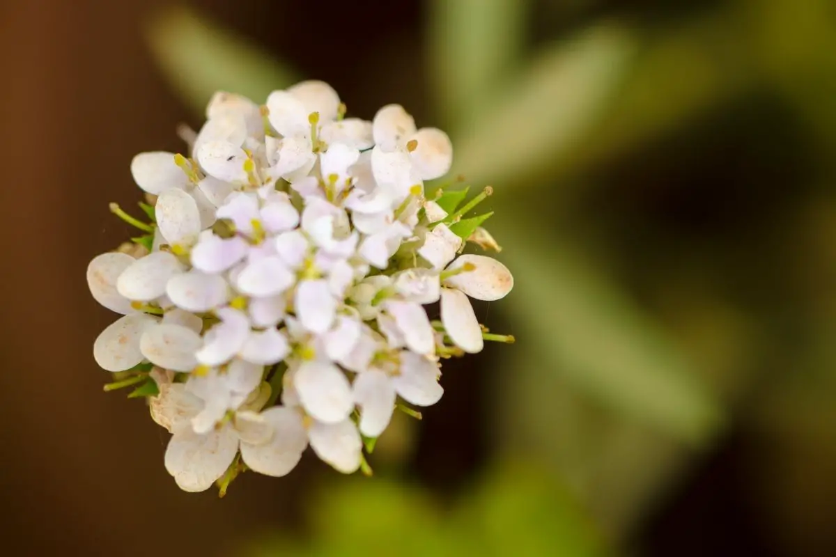 Beige Colored Flowers-Candytuft