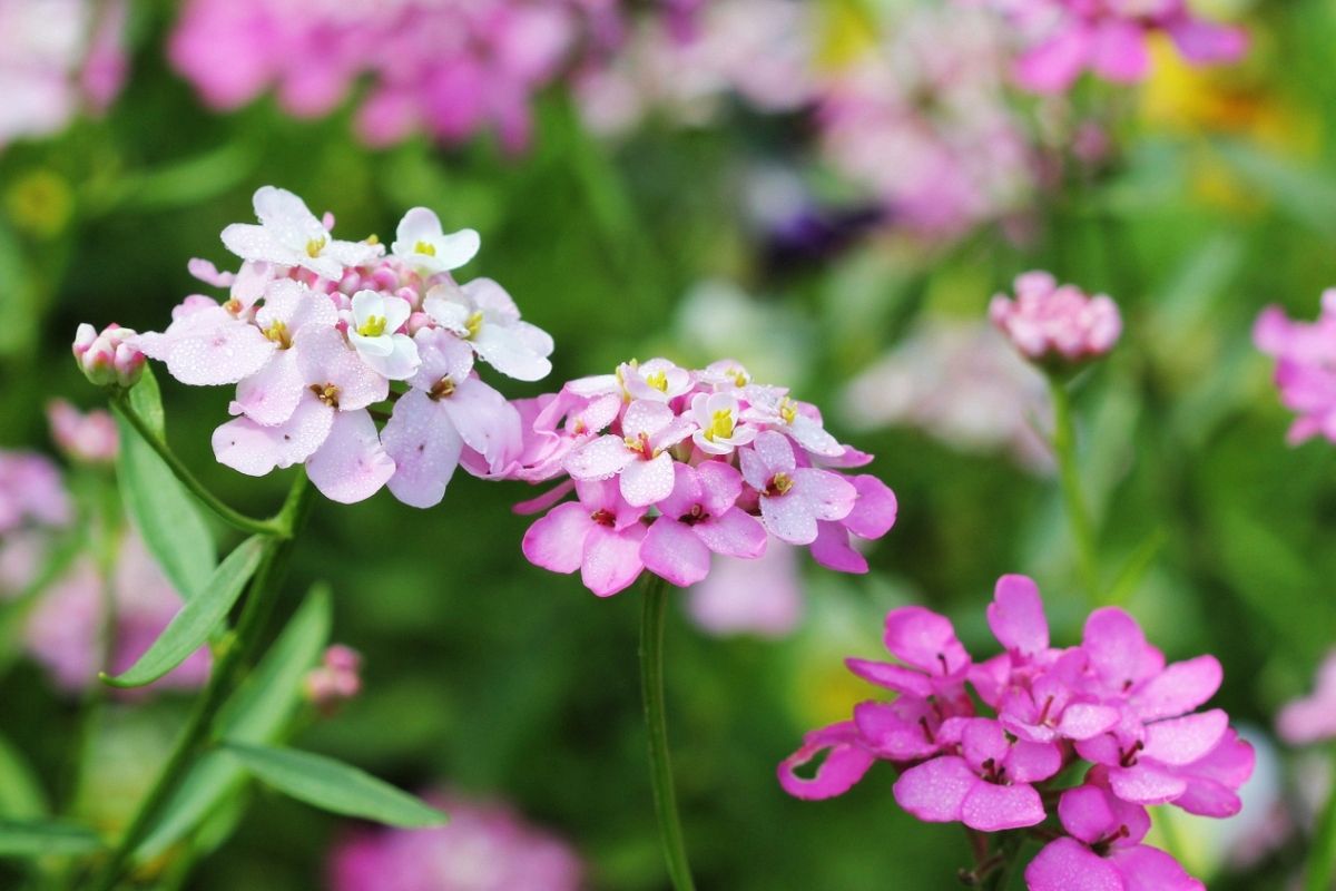 Candytufts